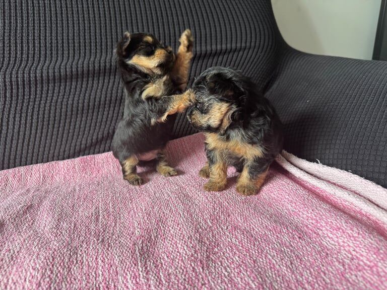 Yorkshire Terrier puppies for sale in Arnold, Nottinghamshire – 4 weeks old - Image 2 of 3