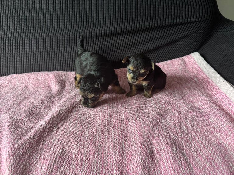 Yorkshire Terrier puppies for sale in Arnold, Nottinghamshire – 4 weeks old - Image 3 of 3