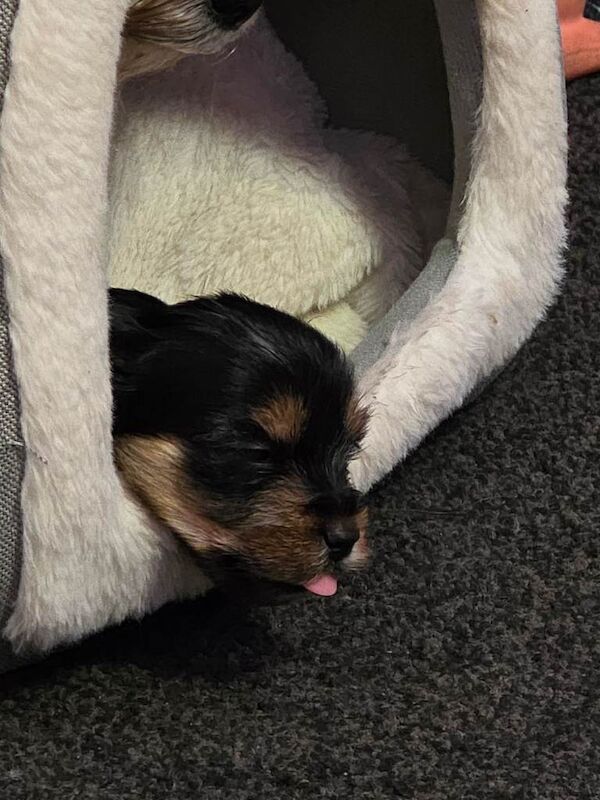 Yorkshire Terrier puppies for sale in Leigh, Greater Manchester – 4 weeks old