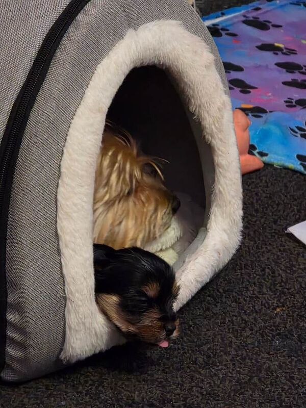 Yorkshire Terrier puppies for sale in Leigh, Greater Manchester – 4 weeks old - Image 2 of 6