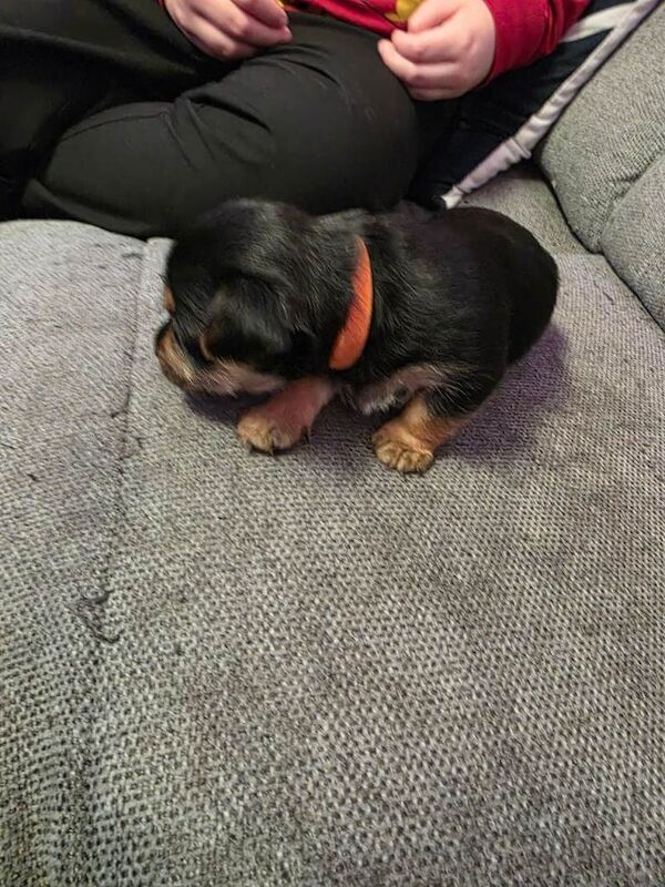 Yorkshire Terrier puppies for sale in Leigh, Greater Manchester – 4 weeks old - Image 3 of 6