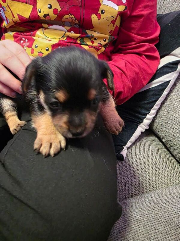 Yorkshire Terrier puppies for sale in Leigh, Greater Manchester – 4 weeks old - Image 4 of 6