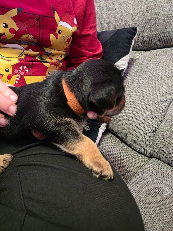 Yorkshire Terrier puppies for sale in Leigh, Greater Manchester – 4 weeks old - Image 5 of 6