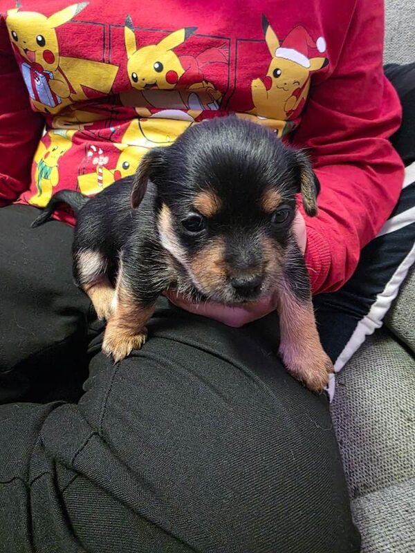 Yorkshire Terrier puppies for sale in Leigh, Greater Manchester – 4 weeks old - Image 6 of 6