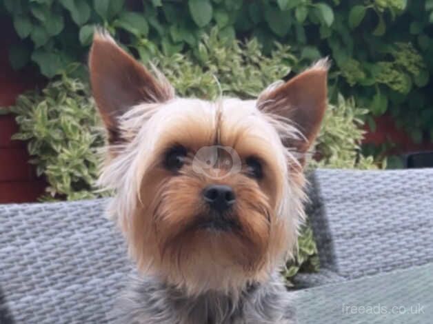 2 small size yorkie pups 10 mths for sale in Carrickfergus
