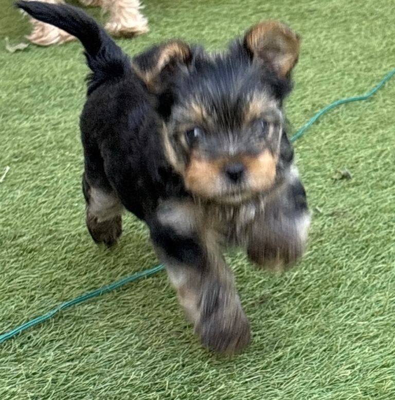 2 Yorkie boys for sale in Guildford - Image 2 of 6