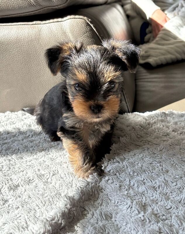 2 Yorkie boys for sale in Guildford - Image 3 of 6