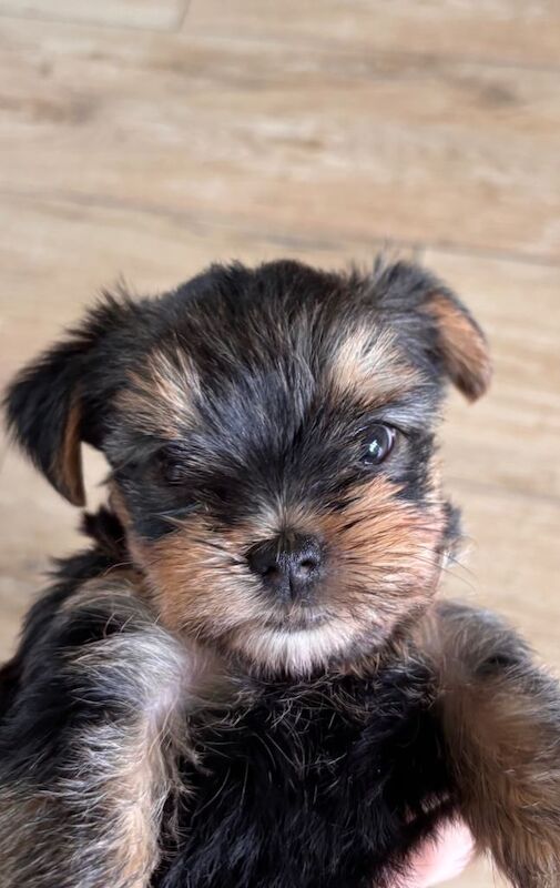2 Yorkie boys for sale in Guildford - Image 4 of 6