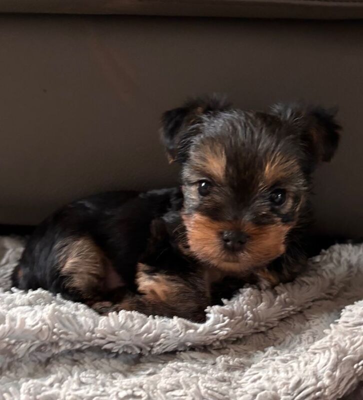 2 Yorkie boys for sale in Guildford - Image 5 of 6