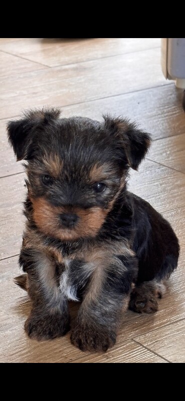 2 Yorkie boys for sale in Guildford - Image 6 of 6