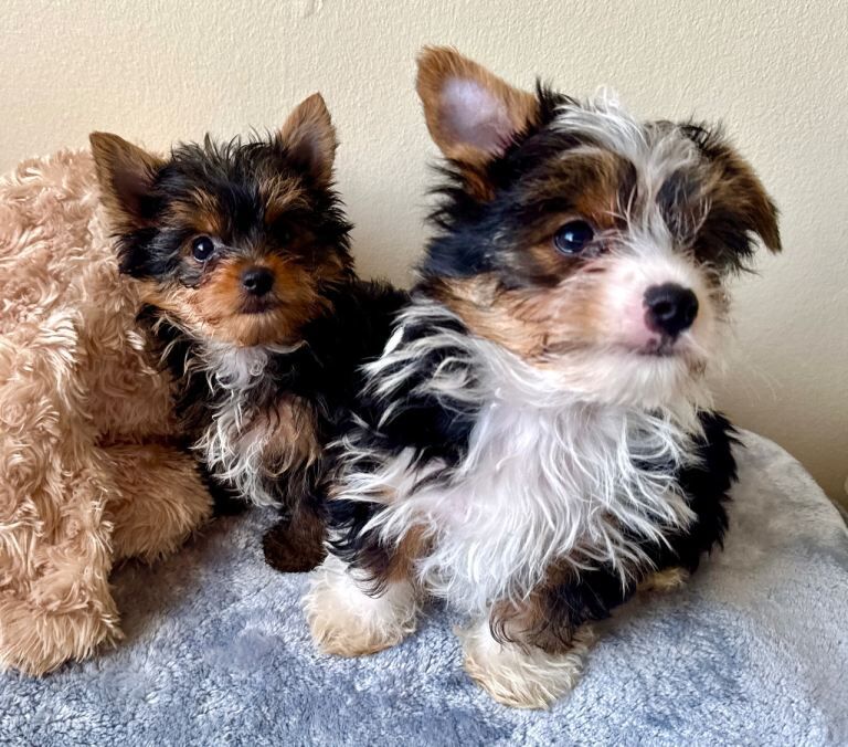 Yorkshire Terrier puppies for sale in Banbridge, County Down – 9 weeks old - Image 4 of 4