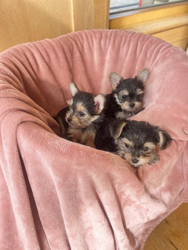 Yorkshire Terrier puppies for sale in Enniskillen, County Fermanagh – 9 weeks old