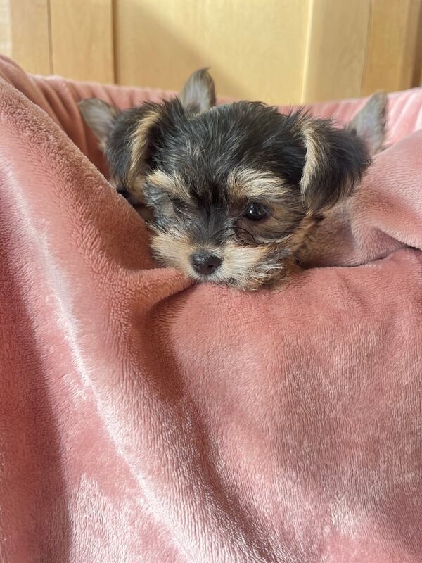 Yorkshire Terrier puppies for sale in Enniskillen, County Fermanagh – 9 weeks old - Image 2 of 3
