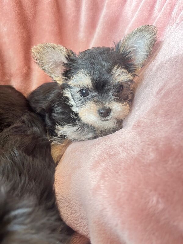 Yorkshire Terrier puppies for sale in Enniskillen, County Fermanagh – 9 weeks old - Image 3 of 3