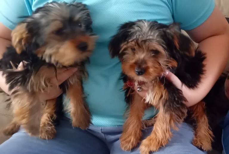 Yorkshire Terrier Puppies For Sale Under £1,000