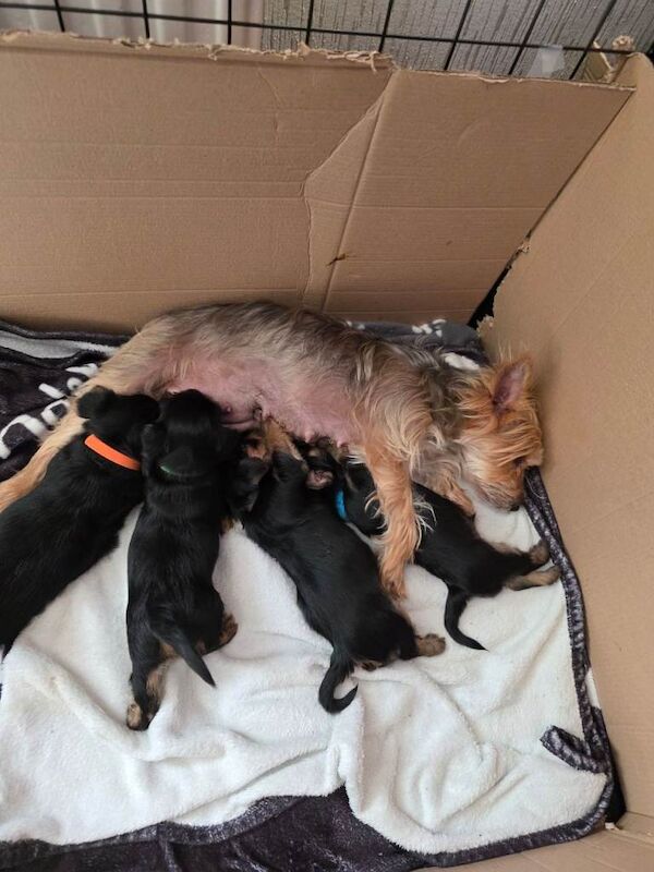 3 Beautiful Male Yorkshire Terrier Puppies Looking for Their Forever Homes