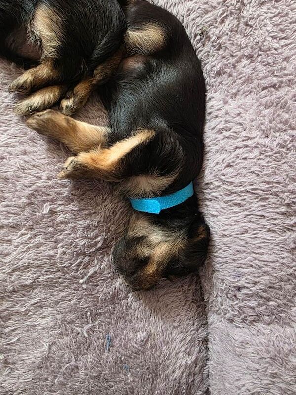 3 Beautiful Male Yorkshire Terrier Puppies Looking for Their Forever Homes - Image 2 of 4