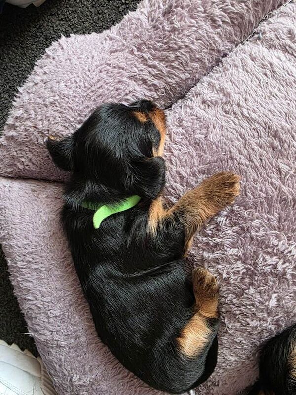 3 Beautiful Male Yorkshire Terrier Puppies Looking for Their Forever Homes - Image 3 of 4