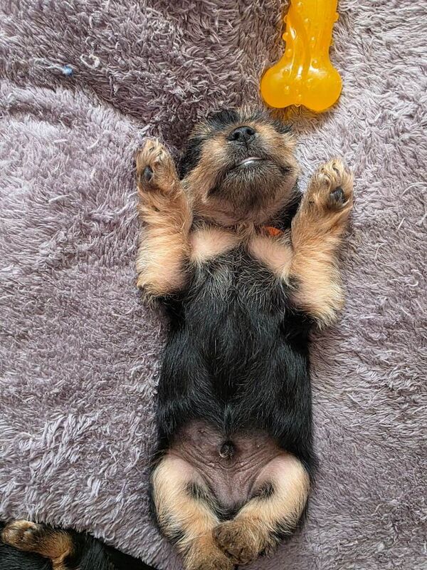 3 Beautiful Male Yorkshire Terrier Puppies Looking for Their Forever Homes - Image 4 of 4