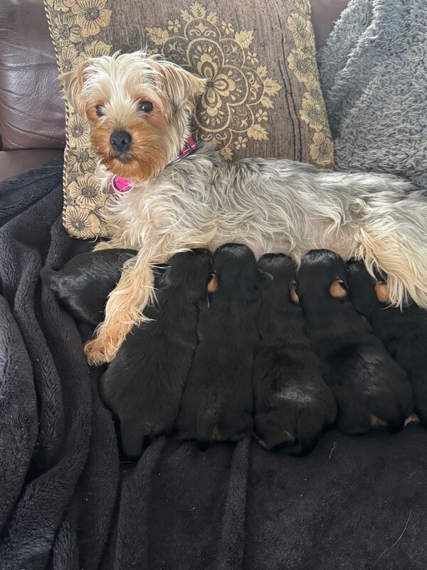 3 beautiful pure bred Yorkshire terriers