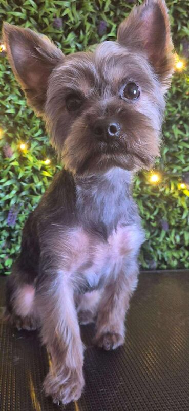 3 beautiful pure bred Yorkshire terriers - Image 2 of 11
