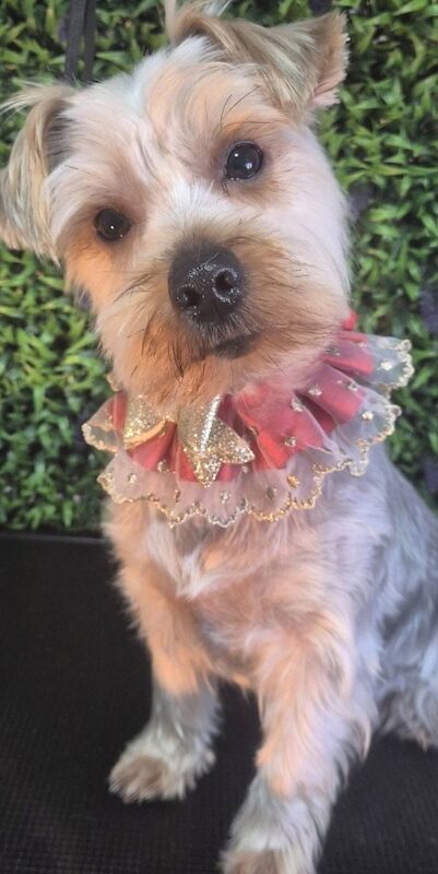 3 beautiful pure bred Yorkshire terriers - Image 3 of 11