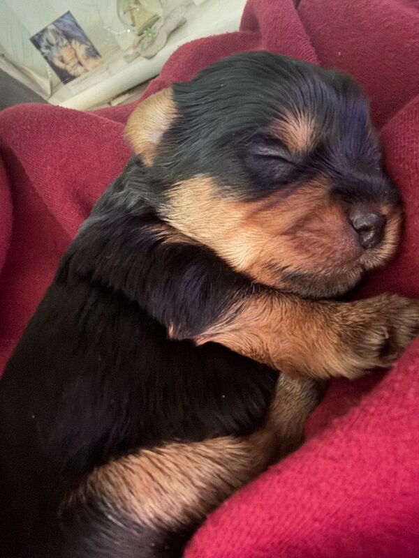 3 beautiful pure bred Yorkshire terriers - Image 4 of 11
