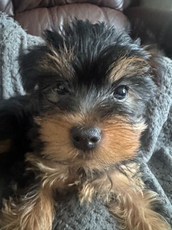 3 beautiful pure bred Yorkshire terriers - Image 5 of 11