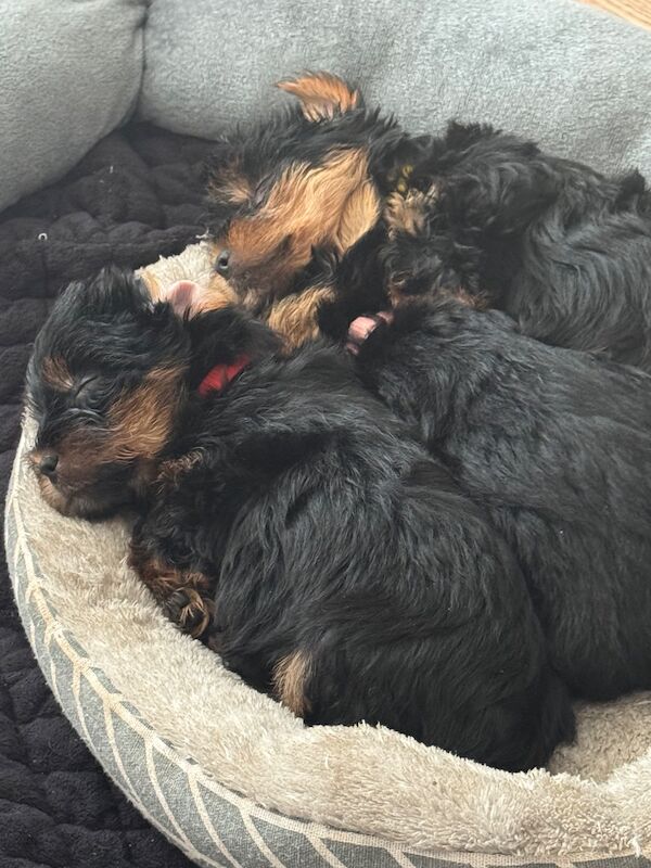 3 beautiful pure bred Yorkshire terriers - Image 6 of 11