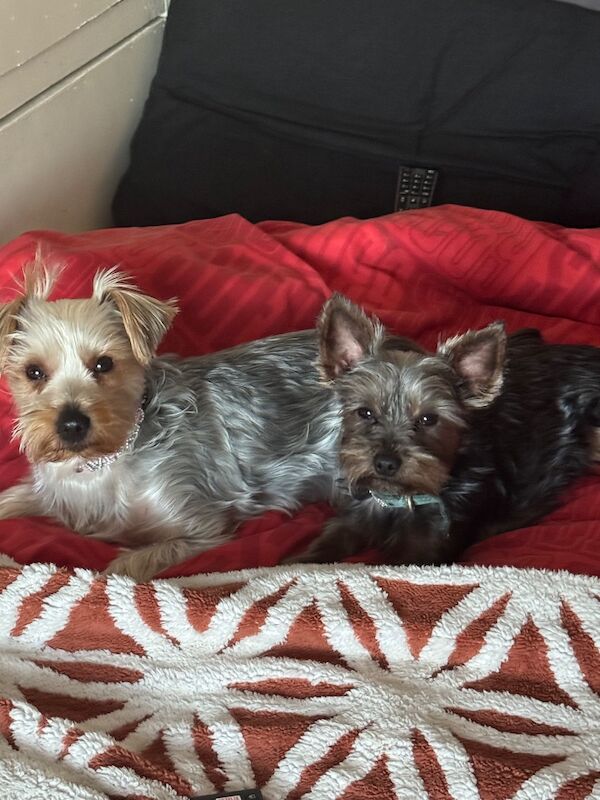 3 beautiful pure bred Yorkshire terriers - Image 7 of 11