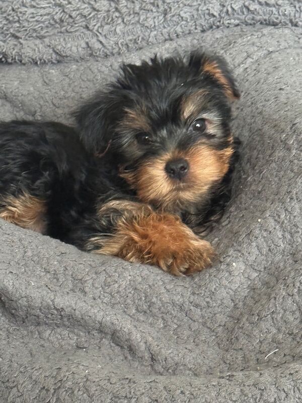 3 beautiful pure bred Yorkshire terriers - Image 8 of 11