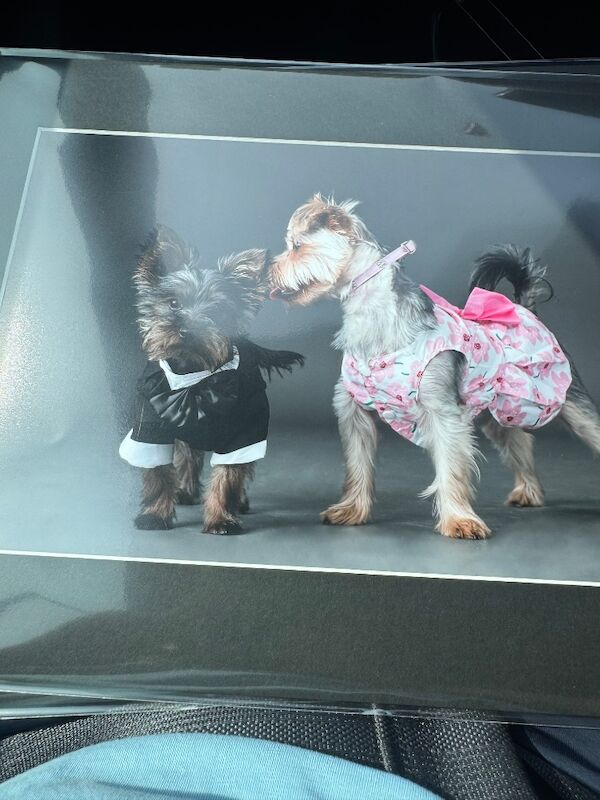 3 beautiful pure bred Yorkshire terriers - Image 9 of 11
