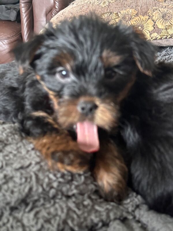 3 beautiful pure bred Yorkshire terriers - Image 10 of 11