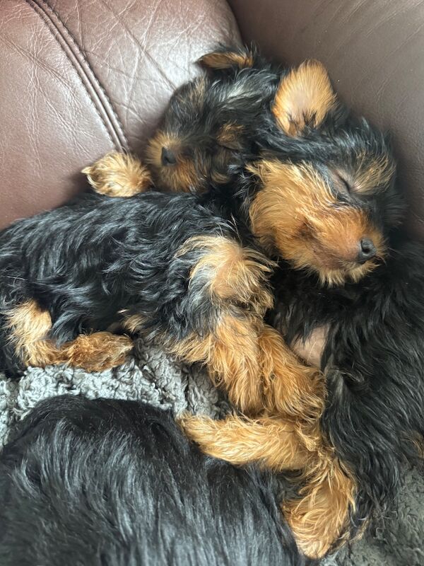 3 beautiful pure bred Yorkshire terriers - Image 11 of 11