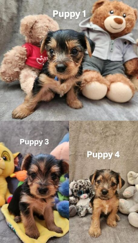 Yorkshire Terrier puppies for sale in Leicester, Leicestershire β 9 weeks old