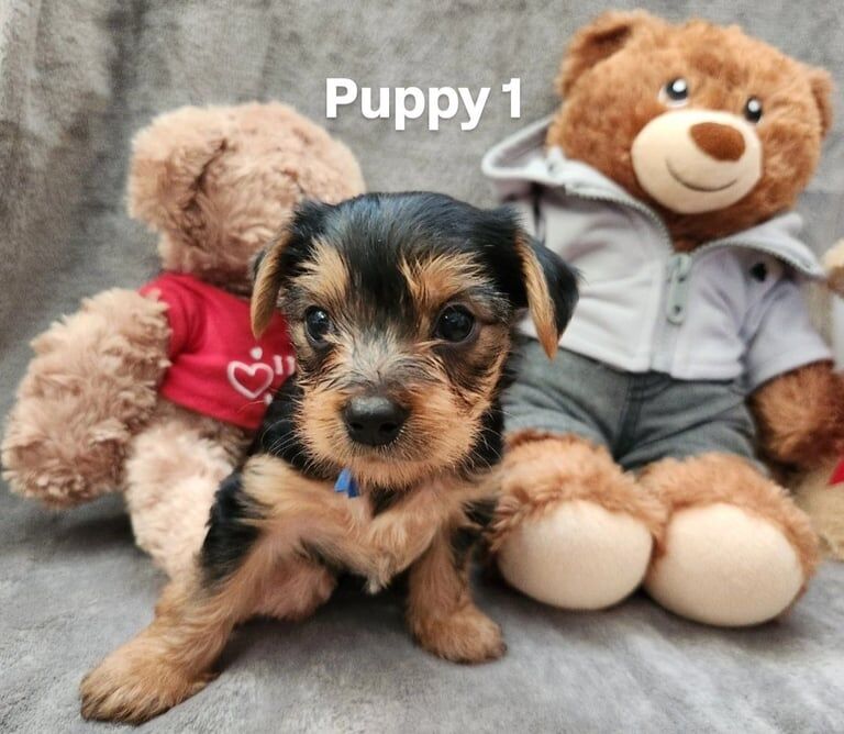 Yorkshire Terrier puppies for sale in Leicester, Leicestershire – 9 weeks old - Image 2 of 3