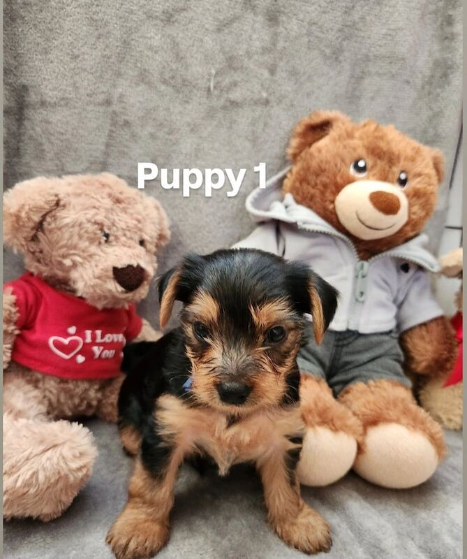 Yorkshire Terrier puppies for sale in Leicester, Leicestershire – 9 weeks old - Image 3 of 3