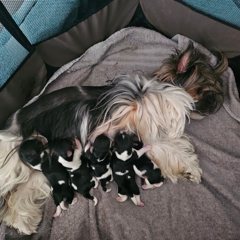 Yorkshire Terrier puppies for sale in Newcastle upon Tyne, Tyne and Wear – 2 weeks old