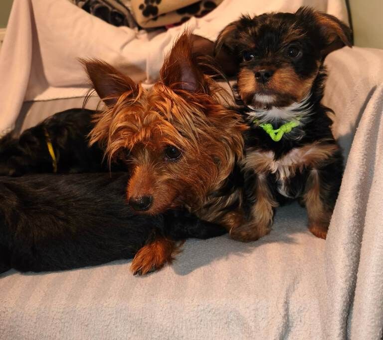 3 beautiful Yorkshire terrier boys - Image 2 of 3