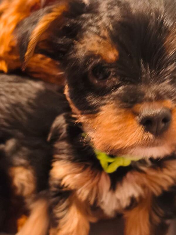 3 beautiful Yorkshire terrier boys - Image 3 of 3