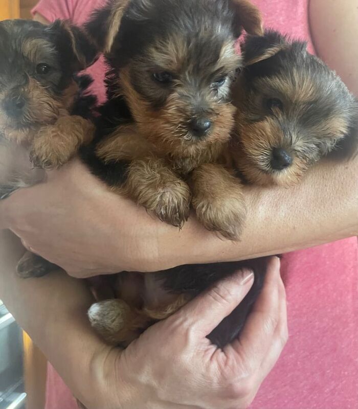 3 Beautiful Yorkshire Terrier Puppies (2F, 1M) - Image 2 of 3