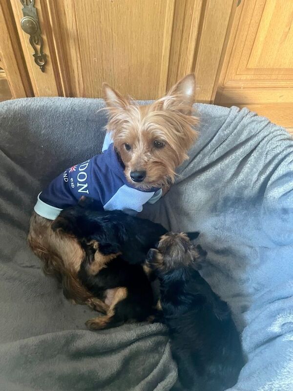 3 Beautiful Yorkshire Terrier Puppies (2F, 1M) - Image 3 of 3