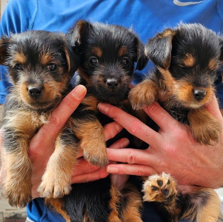 Yorkshire Terrier puppies for sale in Sunderland, Tyne and Wear – 7 weeks old