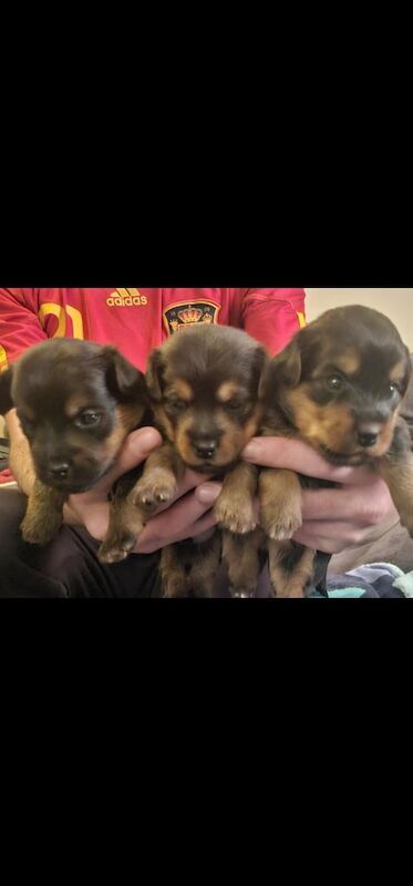 Yorkshire Terrier puppies for sale in Sunderland, Tyne and Wear – 7 weeks old - Image 2 of 3