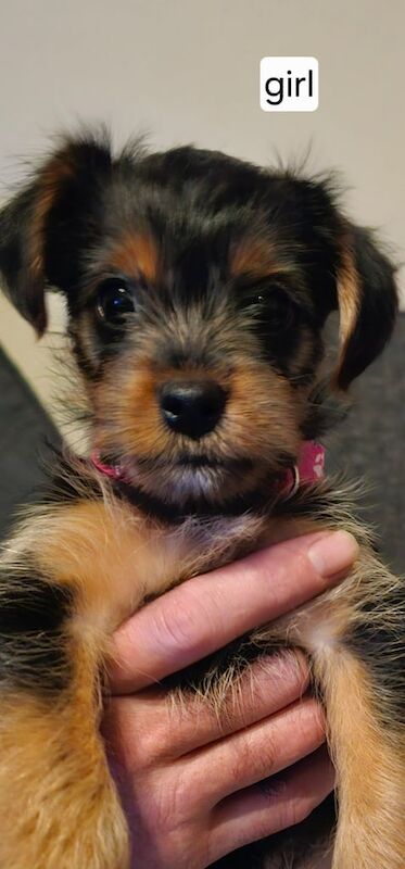 Yorkshire Terrier puppies for sale in Sunderland, Tyne and Wear – 7 weeks old - Image 3 of 3