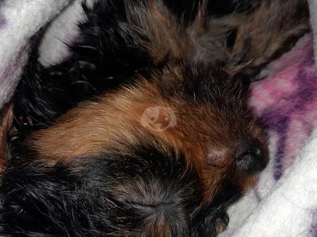 3 boys remaining yorky pups for sale in Warrington, Cheshire