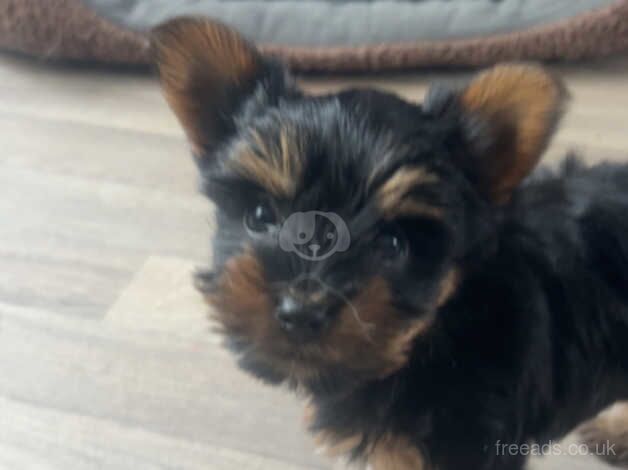3 happy beautiful Yorkshire miniature terrier puppies for sale in Manchester, Greater Manchester