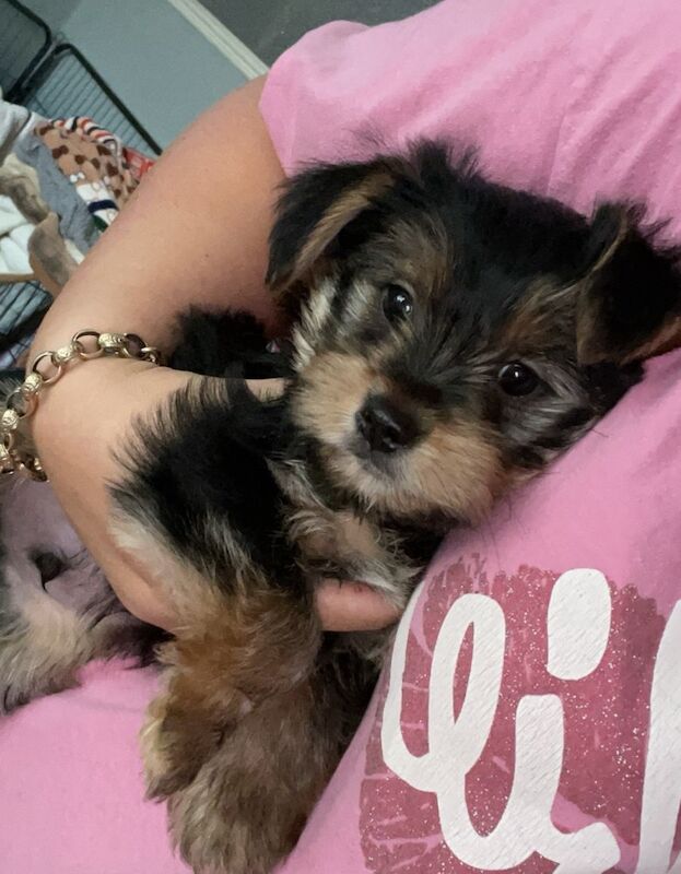 Yorkshire Terrier puppies for sale in Tipton, West Midlands – 9 weeks old