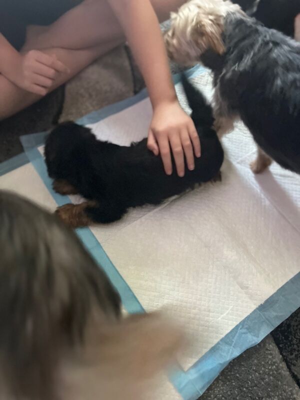 Yorkshire Terrier puppies for sale in Tipton, West Midlands – 7 weeks old