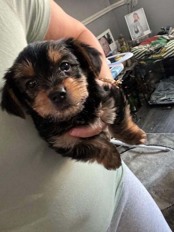 Yorkshire Terrier puppies for sale in Tipton, West Midlands – 7 weeks old - Image 2 of 11